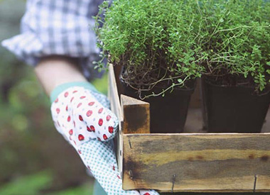 Make-Your-Own Urban Herb Garden